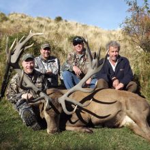 A big Red Stag