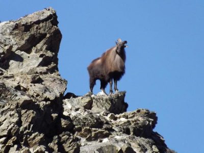 A Tahr on a rock face alt