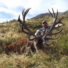 Red Stag